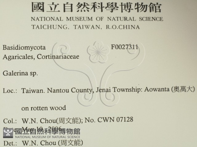 盔孢傘屬藏品圖，第2張