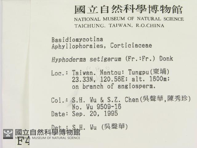 剛毛絲皮菌藏品圖，第2張