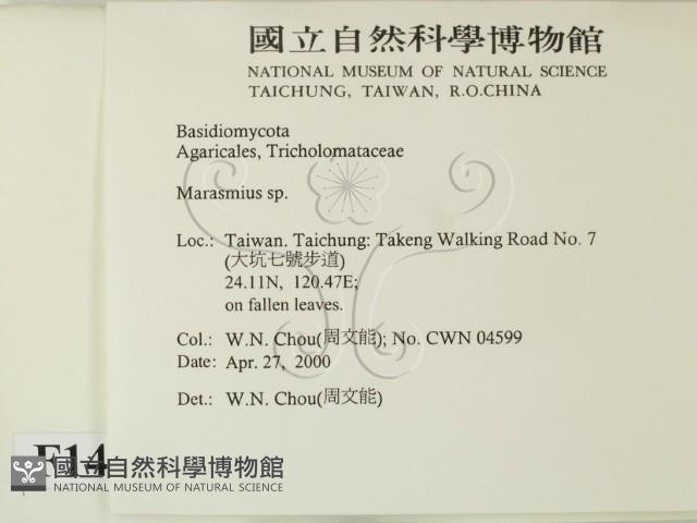 小皮傘屬藏品圖，第2張