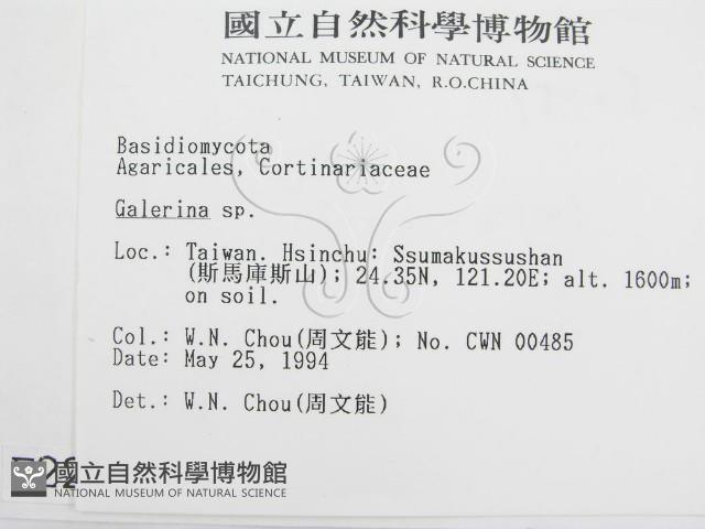 盔孢傘屬藏品圖，第2張