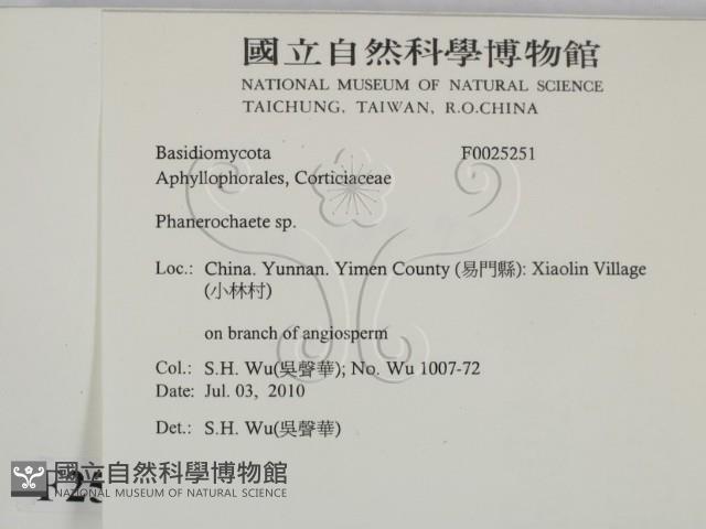 顯絲菌屬藏品圖，第2張