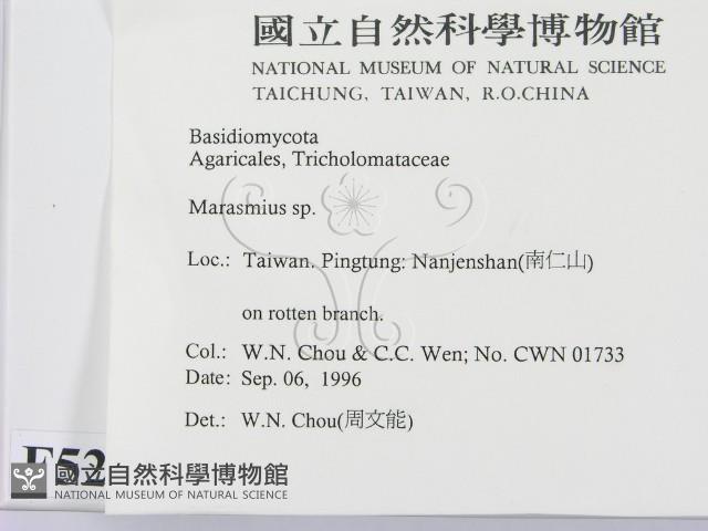 小皮傘屬藏品圖，第2張