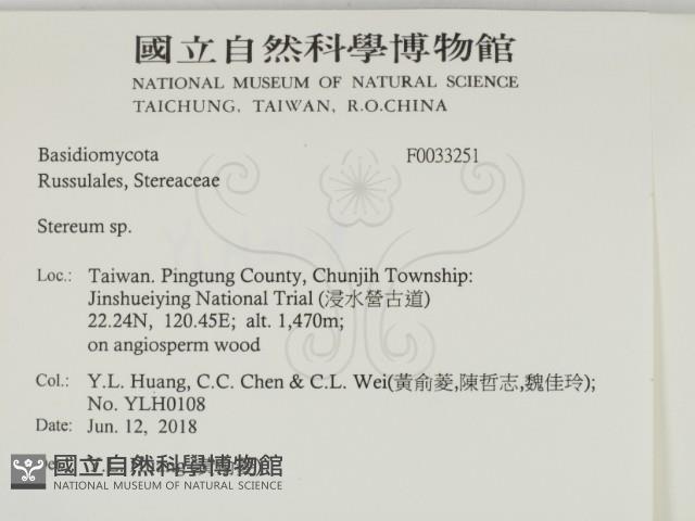 韌革菌屬藏品圖，第2張
