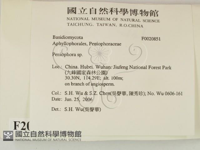 筍殼菌屬藏品圖，第2張