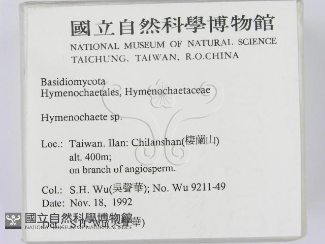 刺革菌屬藏品圖，第2張