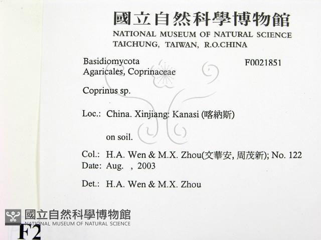 鬼傘屬藏品圖，第2張