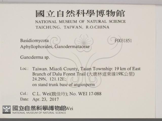 靈芝屬藏品圖，第2張