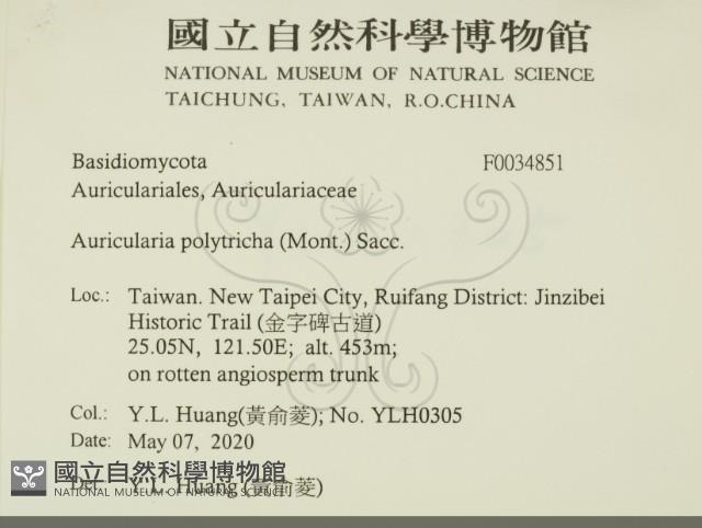 毛木耳藏品圖，第2張