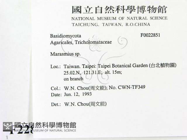 小皮傘屬藏品圖，第2張