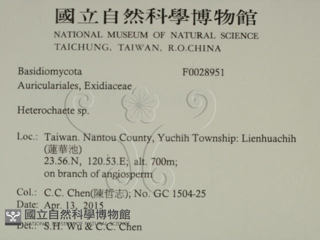 刺皮菌屬藏品圖，第2張