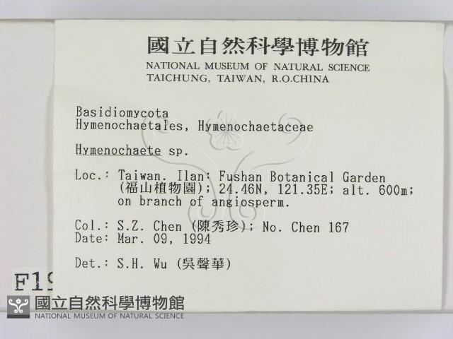 刺革菌屬藏品圖，第2張