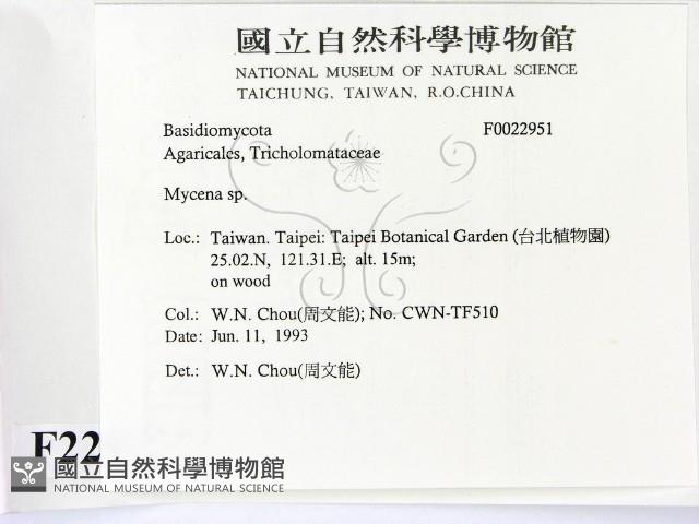 小菇屬藏品圖，第2張