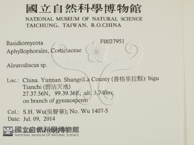 盤革菌屬藏品圖，第2張