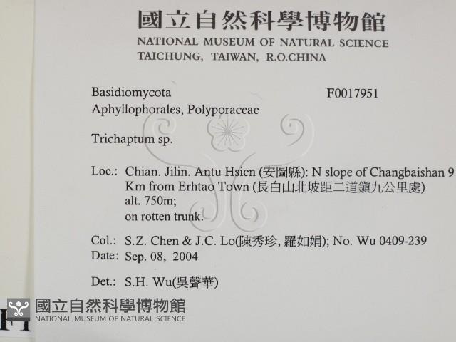 附毛菌屬藏品圖，第2張