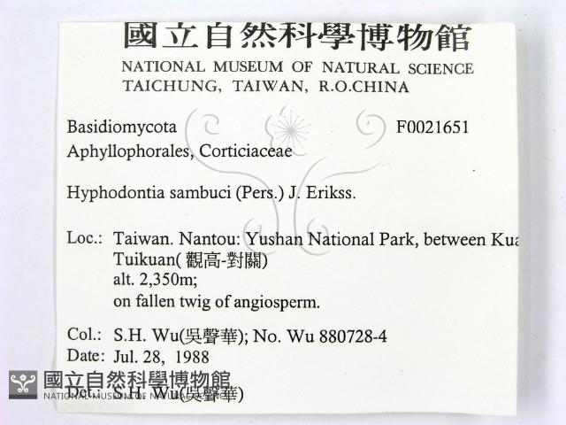 冇骨消絲齒菌藏品圖，第2張
