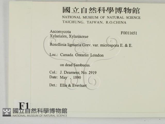 登錄號:F0011651藏品圖，第2張