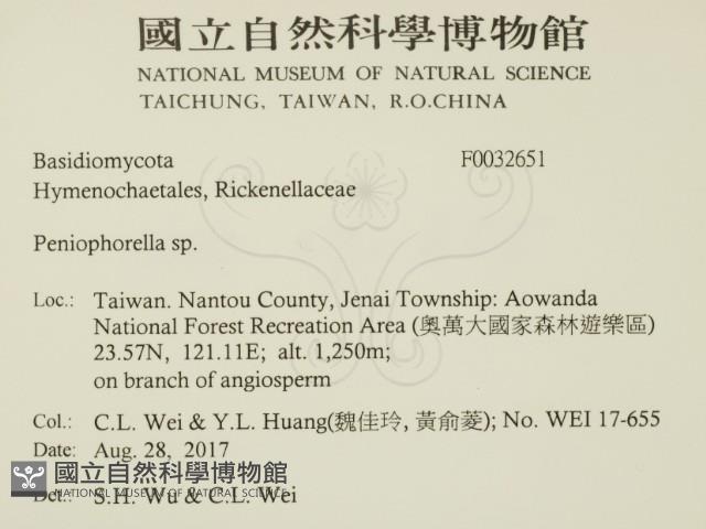 擬筍殼菌屬藏品圖，第2張