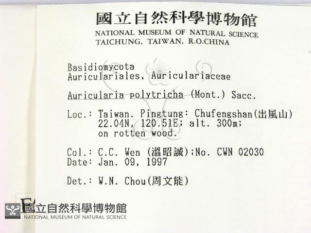 毛木耳藏品圖，第2張