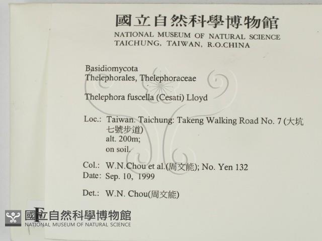 棕色革菌藏品圖，第2張