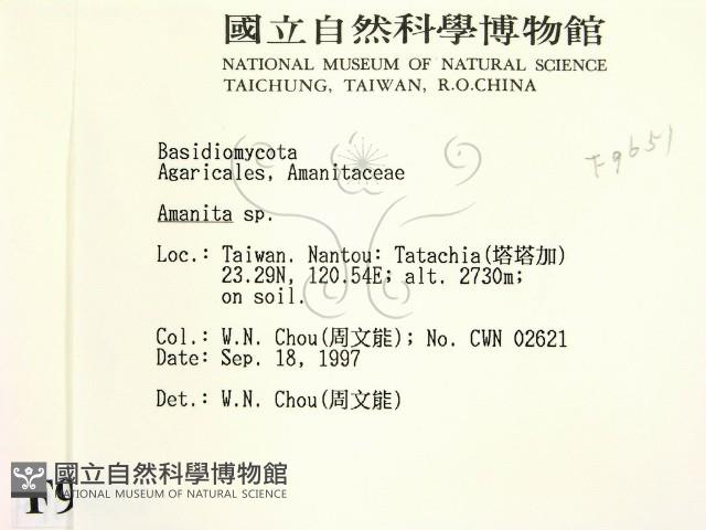 鵝膏屬藏品圖，第2張