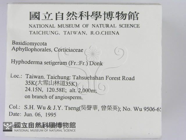 剛毛絲皮菌藏品圖，第2張