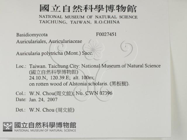 毛木耳藏品圖，第2張