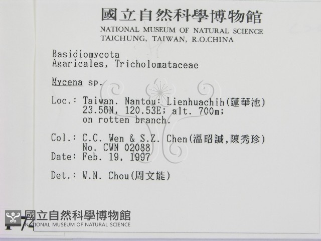 小菇屬藏品圖，第2張