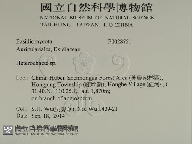 刺皮菌屬藏品圖，第2張