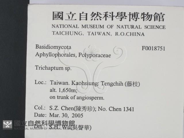 附毛菌屬藏品圖，第2張