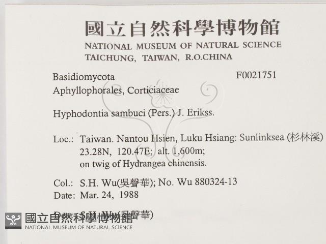 冇骨消絲齒菌藏品圖，第2張