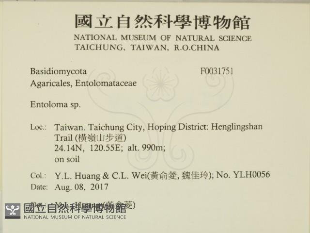 粉褶菌屬藏品圖，第2張