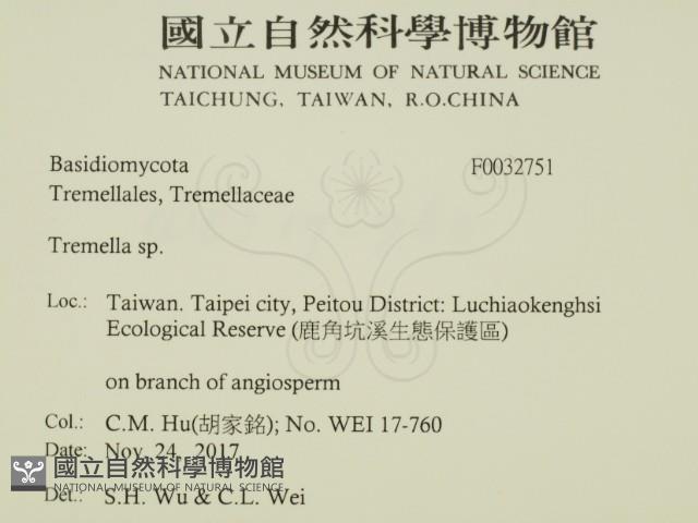 銀耳屬藏品圖，第2張