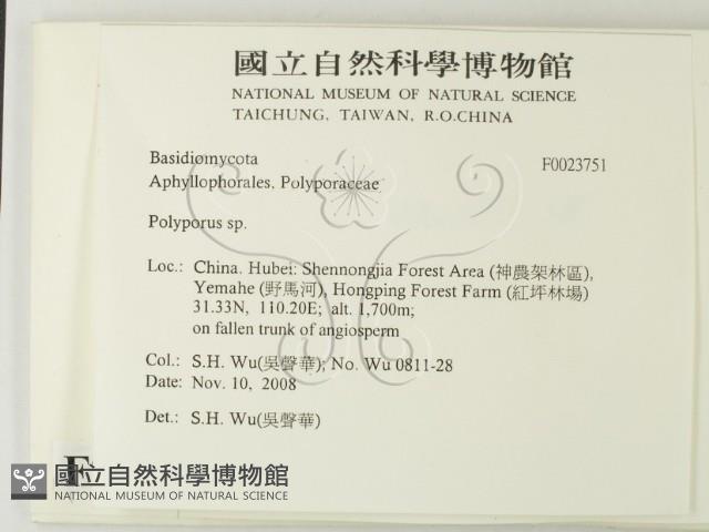 多孔菌屬藏品圖，第2張