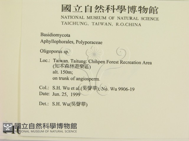 寡孔菌屬藏品圖，第2張