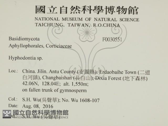 絲齒菌屬藏品圖，第2張