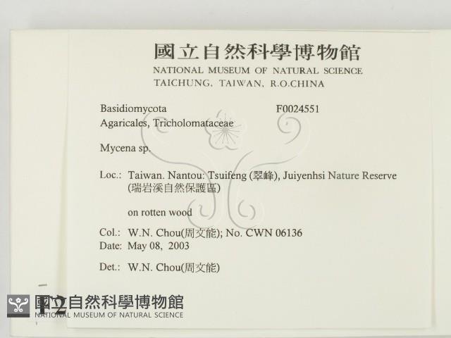 小菇屬藏品圖，第2張