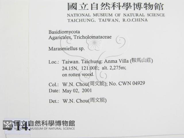 微皮傘屬藏品圖，第2張