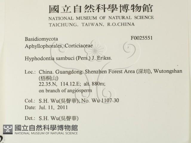 冇骨消絲齒菌藏品圖，第2張