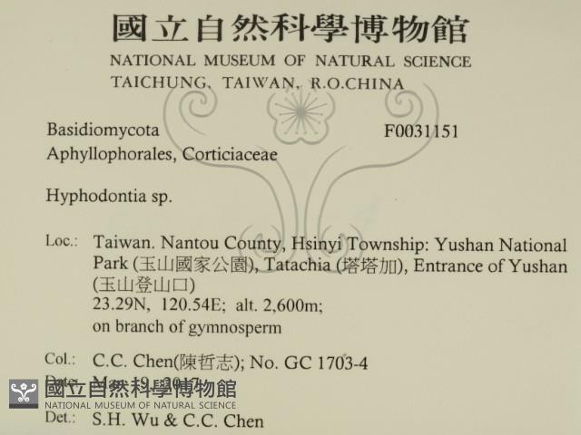 絲齒菌屬藏品圖，第2張