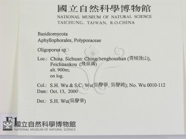 寡孔菌屬藏品圖，第2張