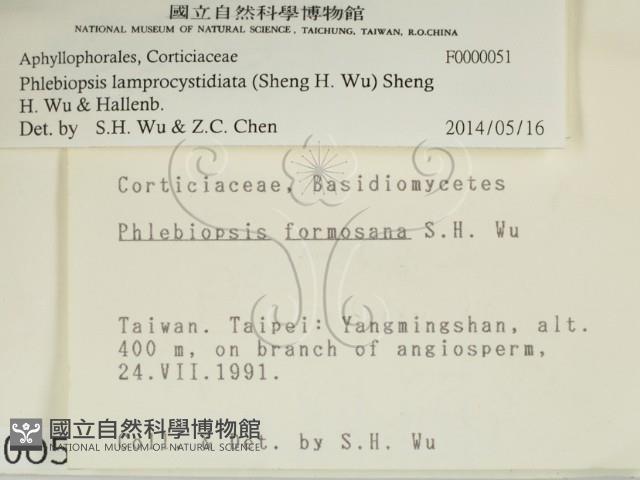 燈籠囊擬射脈菌藏品圖，第2張