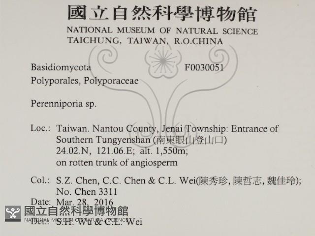 多年臥孔菌屬藏品圖，第2張