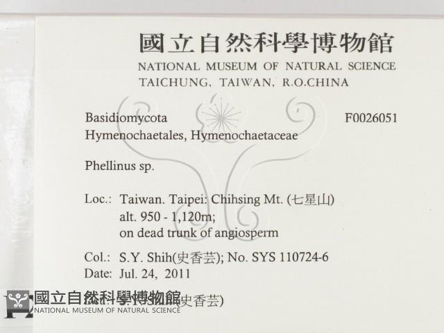 木層孔菌屬藏品圖，第2張