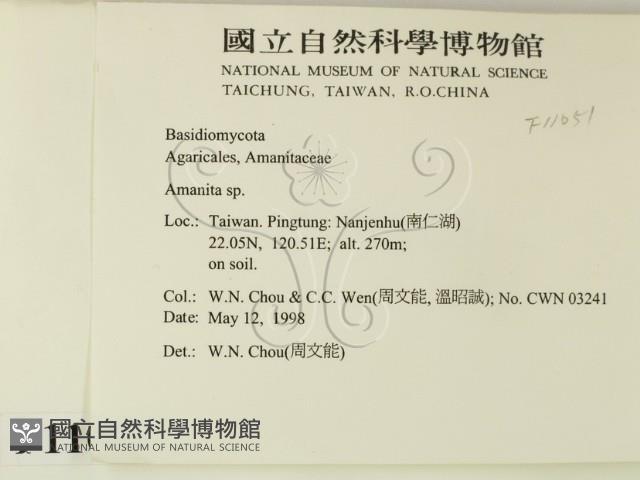 鵝膏屬藏品圖，第2張