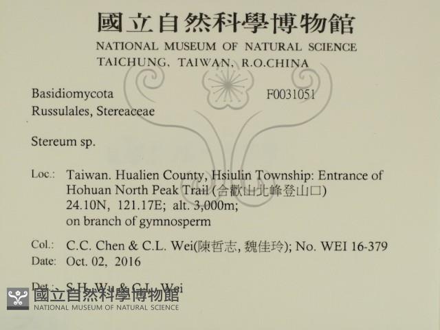 韌革菌屬藏品圖，第2張