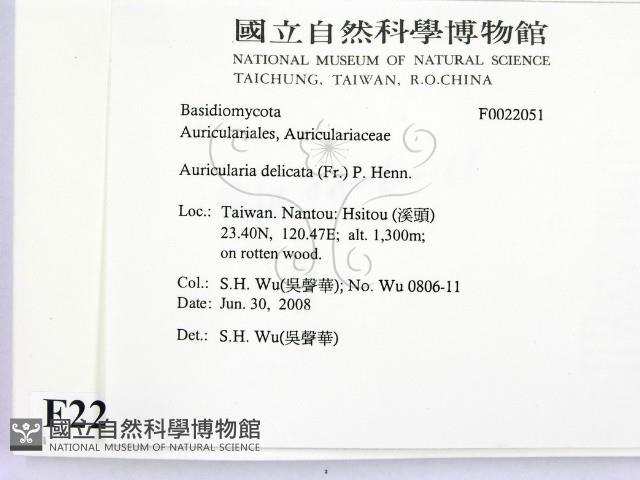 皺木耳藏品圖，第2張