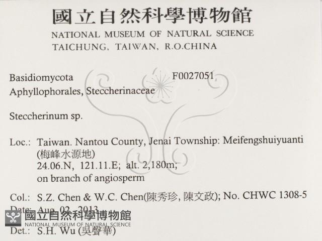 齒耳菌屬藏品圖，第2張