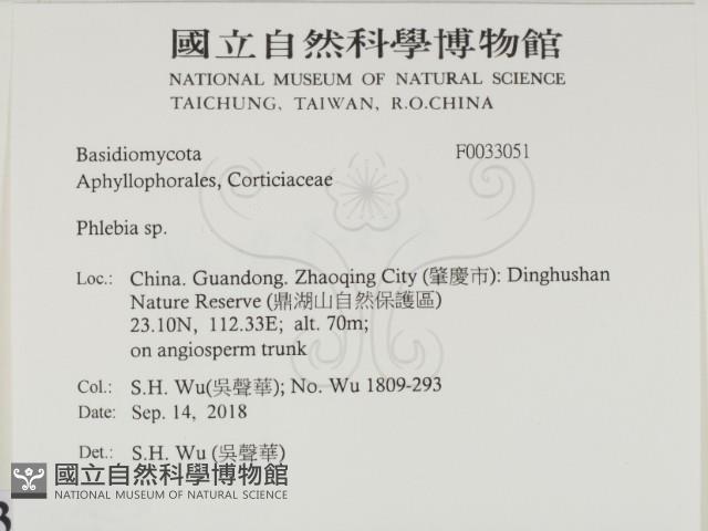 射脈菌屬藏品圖，第2張