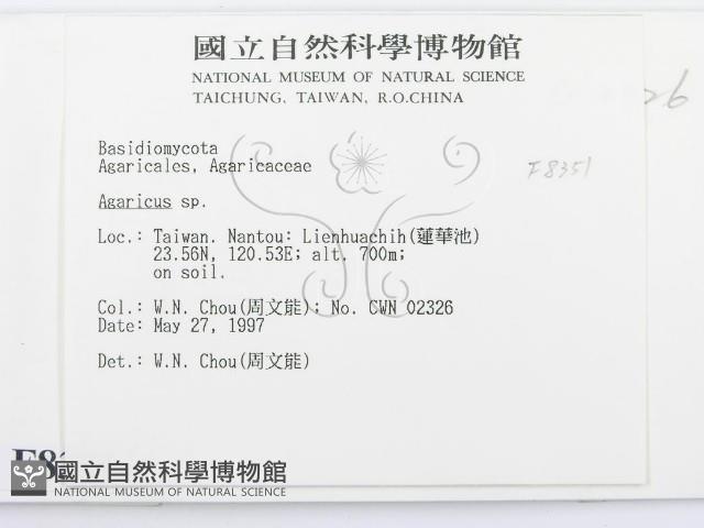 傘菌屬藏品圖，第2張