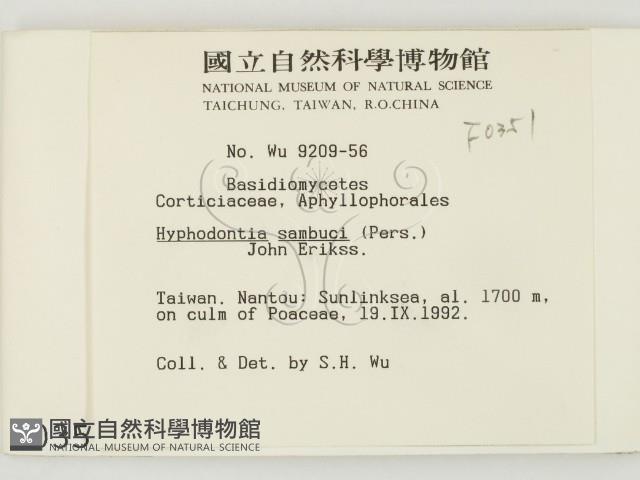 冇骨消絲齒菌藏品圖，第2張